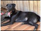 Adopt Felix a Black Labrador Retriever / Mixed dog in Chula Vista, CA (35940027)