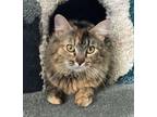 Adopt Patrice a Spotted Tabby/Leopard Spotted Domestic Longhair (long coat) cat