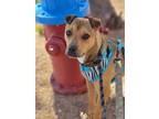 Adopt Electra a Terrier (Unknown Type, Medium) dog in Crosbyton, TX (35941774)