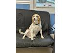Adopt Bob a White - with Red, Golden, Orange or Chestnut Beagle / Mixed dog in