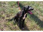 Adopt Yanni a Black - with White Hound (Unknown Type) / Mixed dog in Sheridan