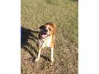 Adopt Reagan a Brown/Chocolate - with White Hound (Unknown Type) / Mixed dog in