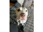 Adopt Tori a Tan/Yellow/Fawn - with White American Staffordshire Terrier / Mixed