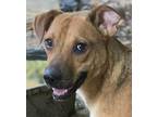 Adopt Barney a Tan/Yellow/Fawn - with Black Beagle / Terrier (Unknown Type
