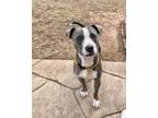 Adopt Juno a Gray/Silver/Salt & Pepper - with White Pit Bull Terrier / Mixed dog