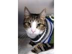 Adopt Rocky a Gray, Blue or Silver Tabby Domestic Shorthair (short coat) cat in