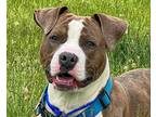 Adopt King a Brindle - with White American Pit Bull Terrier / Mixed dog in