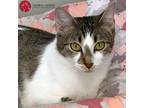 Adopt Coriander a Brown Tabby Domestic Shorthair (short coat) cat in St.