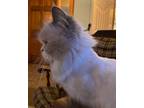 Adopt Marley a Gray or Blue Himalayan (long coat) cat in Columbus, OH (38356120)