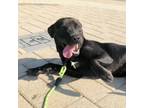 Adopt Bunco a Black Mixed Breed (Medium) / Mixed Breed (Medium) / Mixed dog in