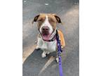 Adopt Princess a White - with Brown or Chocolate Pit Bull Terrier / Beagle /