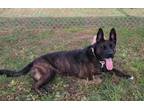 Adopt Ruby a Brown/Chocolate Dutch Shepherd / Akita / Mixed dog in Westampton