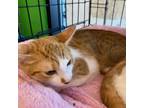 Adopt Charlie a Orange or Red Domestic Shorthair / Mixed cat in League City