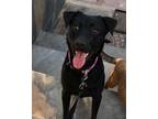 Adopt Mabel a Black Labrador Retriever / Mixed Breed (Medium) / Mixed dog in San