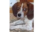 Adopt Mandy a Brown/Chocolate - with White Beagle / Mixed dog in Upper Saddle