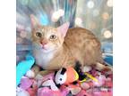 Adopt Goose a Orange or Red Domestic Shorthair / Mixed cat in League City