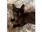 Adopt Fitz a Black (Mostly) Domestic Shorthair (short coat) cat in Great Mills
