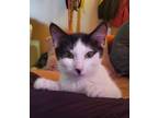 Adopt Aly Raisman a Black & White or Tuxedo Domestic Shorthair (short coat) cat