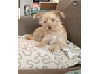 Adopt Palma (Parma) a White Terrier (Unknown Type, Small) / Mixed dog in San