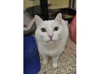 Adopt Mew 49265 a White Domestic Shorthair / Domestic Shorthair / Mixed cat in