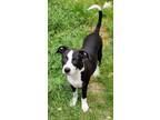 Adopt Starr a Black - with White American Pit Bull Terrier / Pit Bull Terrier /