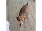 Adopt Gampy a Tan/Yellow/Fawn - with Black Black and Tan Coonhound / Terrier