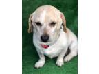 Adopt Rocko a Tan/Yellow/Fawn - with White Mixed Breed (Medium) / Mixed dog in