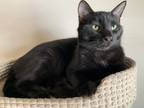 Adopt Lucas a All Black Domestic Shorthair / Domestic Shorthair / Mixed cat in