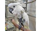 Adopt Lola a Cockatoo bird in Kanab, UT (37834913)
