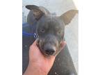 Adopt Nox a Brindle Mixed Breed (Medium) dog in Whiteville, NC (38340676)