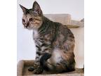 Adopt XENIA a Brown Tabby Domestic Shorthair (short coat) cat in Brea