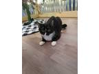 Adopt Mama Cat a Black & White or Tuxedo Domestic Shorthair (short coat) cat in