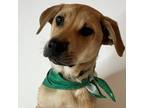 Adopt Sushi a Brown/Chocolate Labrador Retriever / Mixed dog in San Antonio