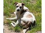 Adopt Andrew in Dallas a White - with Tan, Yellow or Fawn Jack Russell Terrier /