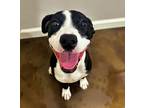 Adopt Lilly a Black Border Collie / Mixed dog in Morton Grove, IL (38343088)