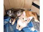 Adopt Lillibet and Archie a Calico or Dilute Calico Domestic Shorthair (short