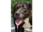 Adopt Lovely Cassie a Brindle - with White American Staffordshire Terrier /