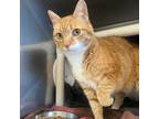 Adopt Tess a Orange or Red Domestic Shorthair / Mixed cat in Ponderay