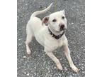 Adopt Remy a White - with Tan, Yellow or Fawn Labrador Retriever / American