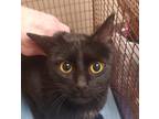 Adopt Kiko a Domestic Shorthair / Mixed cat in Spokane Valley, WA (38346347)