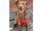 Adopt Addie a Brown/Chocolate Labrador Retriever / Mixed dog in Hollis