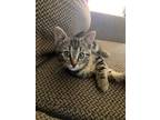Adopt Baby spice a Tiger Striped Domestic Shorthair (short coat) cat in
