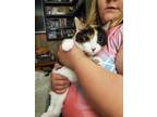 Adopt Tabitha a Calico or Dilute Calico Calico (short coat) cat in Mount