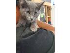 Adopt Crowley a Gray or Blue Domestic Shorthair (short coat) cat in Mount