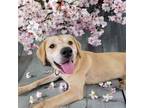 Adopt Pippin a Tan/Yellow/Fawn Labrador Retriever / Beagle / Mixed dog in