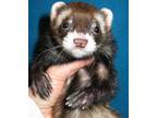 Adopt Coco Puff / Special K - was Stinky a Ferret small animal in Lyons