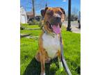 Adopt DAISY a Brindle Pit Bull Terrier / Mixed dog in Citrus Heights
