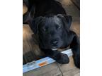 Adopt Boyd Phillips a Black - with White Labrador Retriever / Mixed dog in