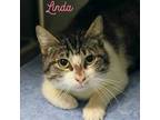 Adopt Linda a Gray or Blue (Mostly) Domestic Shorthair / Mixed cat in Bossier