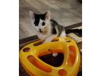 Adopt Lindsey Vonn a Black & White or Tuxedo Domestic Shorthair (short coat) cat